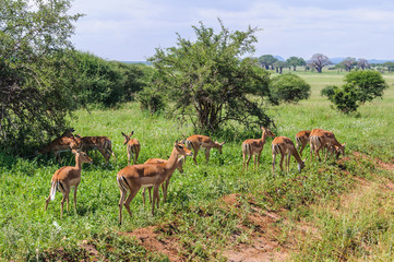 Naklejka na ściany i meble Impala group in the Tarangire Park, Tanzania