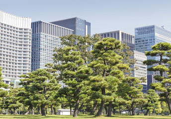 Evergreen pine trees in a park in front of modern office skyscrapers in the city center