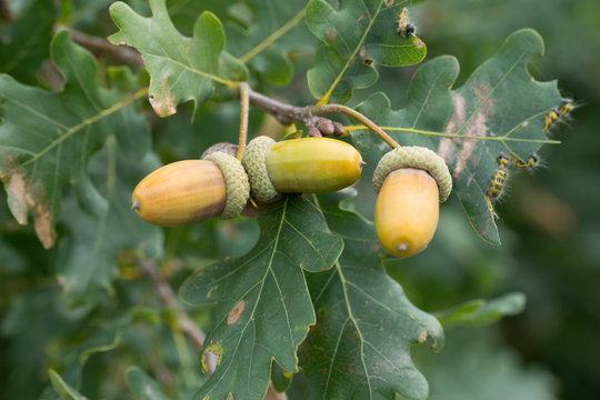 Oak with with acorns / Oak with with acorns