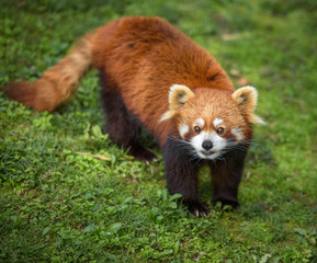 Fototapeta premium Curious red panda