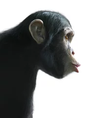 Selbstklebende Fototapete Affe Überraschter Schimpanse isoliert auf weiß