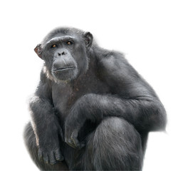 Fototapeta premium Chimpanzee looking with attention isolated on white