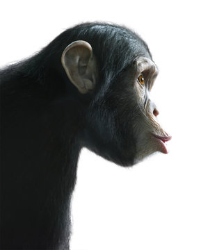Surprised chimpanzee isolated on white