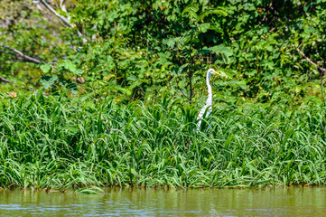 Ibis bird in the Amazon Rainforest, Brazil