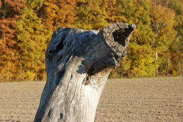 Einsamer Baumstumpf im Herbst