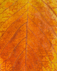 texture pattern of autumn leaves, yellow-red