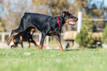 young black doberman