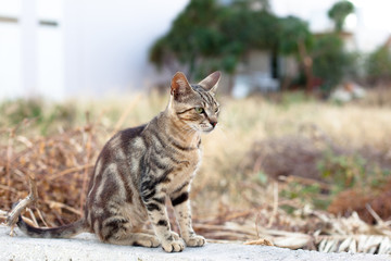 Outdoor cat
