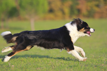 Australian sheperd runing
