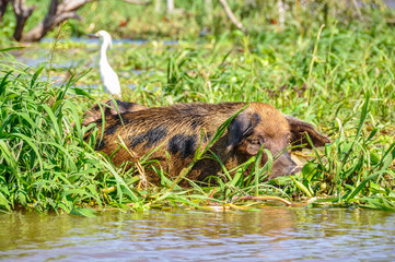 Resting pig in the flooded Amazon Rainforest, Brazil