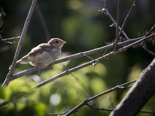Sparrow on branch