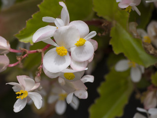 Begonia flower in bloom