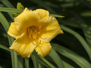 Daylily in bloom