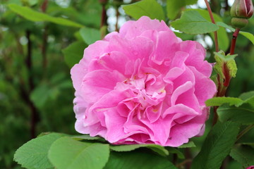 alte historische Rose 