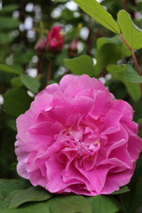 alte historische Rose 