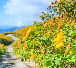 Mexican sunflower in Maehongson province of Thailand