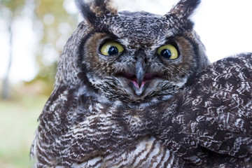 Great Horned Owl