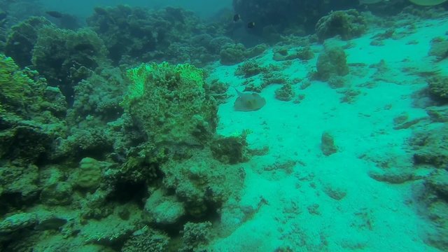 blaupunktrochen im meer schaut und fluechtet
