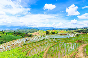 Paddy field at Pa Pong Peang in Chiangmai province of Thailand