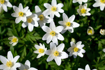 a lot of spring white flowers - anemone nemorosa in garden on green background