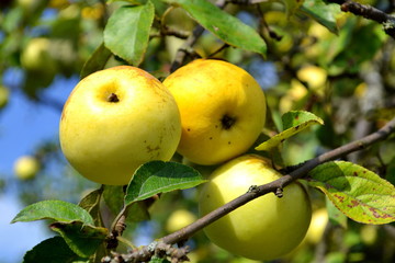 Three apples on a branch. / Late autumn apples on a branch in the garden.