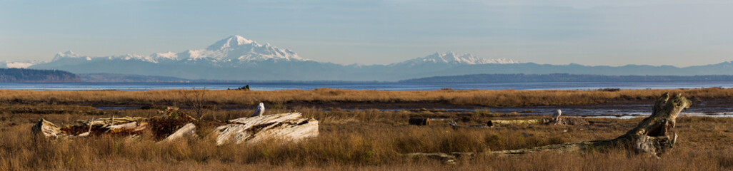 Snowy Owl and mountain baker