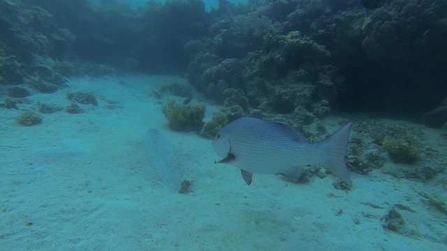 doppelfleck schnapper nah ansicht
