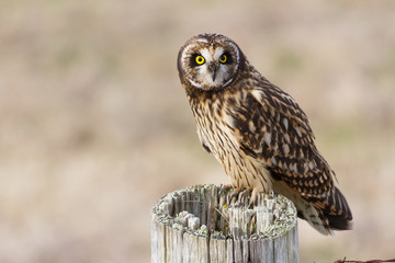 Short eared Owl