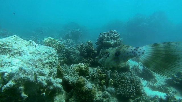 feilenfisch schwimmt im meer
