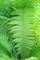 Bright young male fern fronds (Dryopteris filix-mas) in the summer garden
