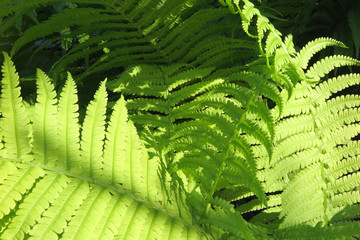 Bright young male fern fronds (Dryopteris filix-mas) in the summer garden