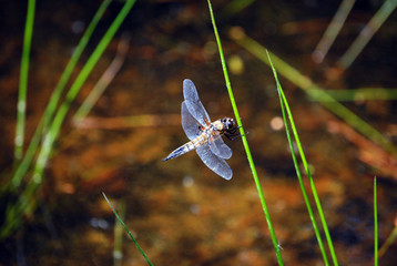 eine Libelle ruht sich kurz aus. gesehen an einem Moorsee