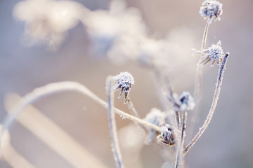 Poetic winter - frozen plants with snow crystals