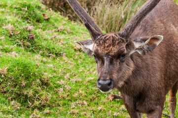 Fototapeta premium Sambar Deer. Horton Plains National Park. Sri Lanka