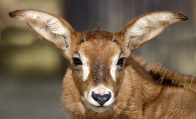 Fohlen einer Pferdeantilope