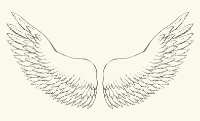 Outstretched wings. Vector drawing