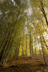 Fototapeta na wymiar Magical autumn Forest with colorful Trees