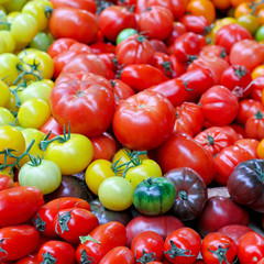 Tomato variety