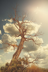 Retro toned lonely withered tree against sun with flare effect.