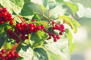 Close up of bunch of red berries of a Guelder rose. Viburnum shrub on a sunny day