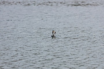 Haubentaucher beim Fischfang 