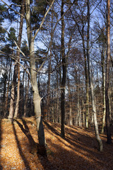 Colorful autumn Landscape in Bohemia