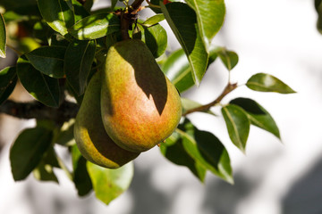 ripe pear