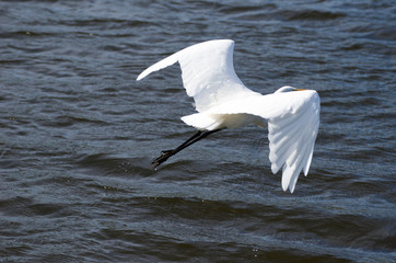 Fototapeta na wymiar Flying Heron on water background