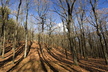 Colorful autumn Landscape in Bohemia