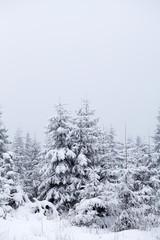 Snow covered pine trees in the mountains