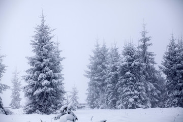 Snow covered winter landscape