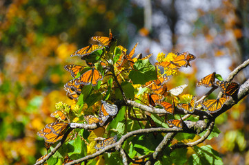 Monarch Butterfly Biosphere Reserve, Michoacan (Mexico)