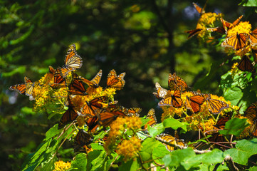 Reserva de Biosfera de Mariposa Monarca, Michoacán (México)