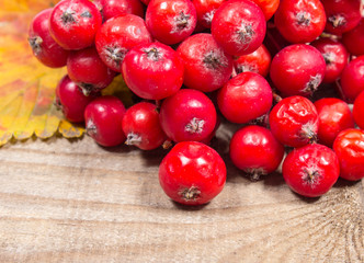 Fresh fruit of hawthorn. The concept of alternative medicine.